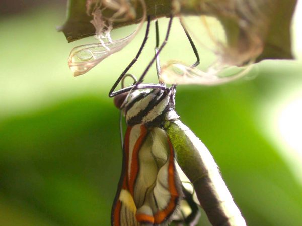 Episcada mira adult, KRW-100