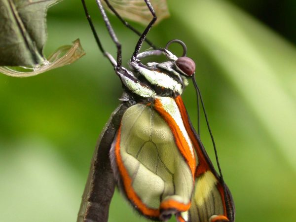 Episcada mira adult, KRW-100