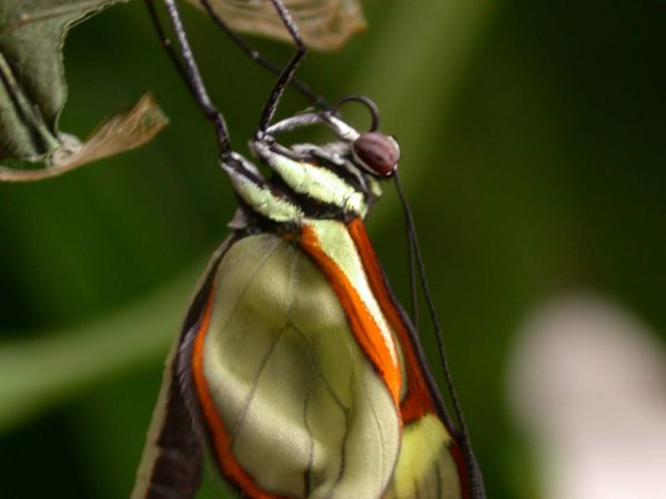 Episcada mira adult, KRW-100