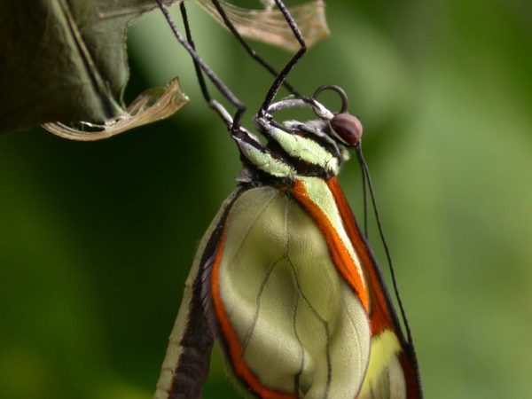 Episcada mira adult, KRW-100