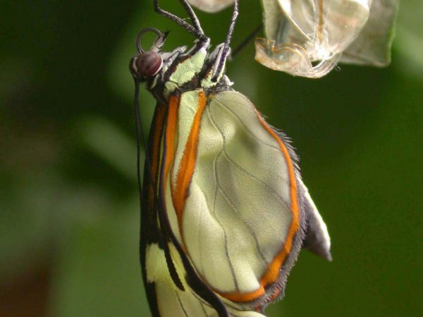 Episcada mira adult, KRW-100