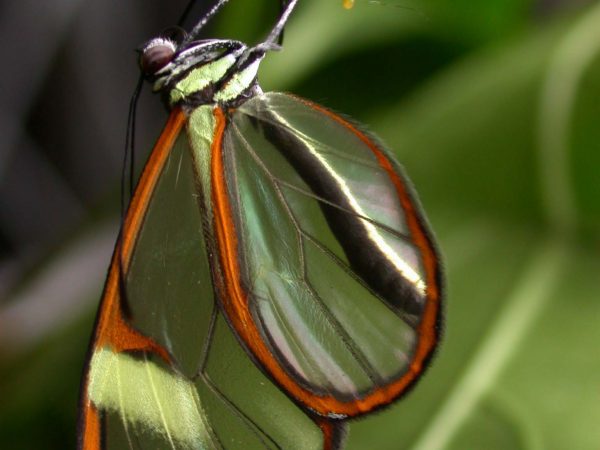 Episcada mira adult, KRW-100