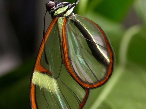 Episcada mira adult, KRW-100