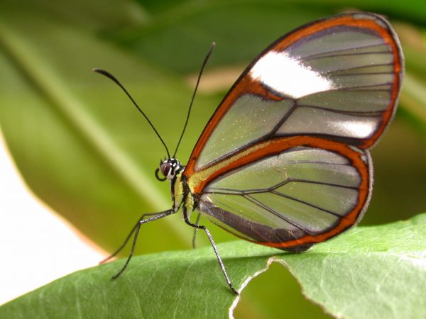 Episcada mira adult, KRW-103