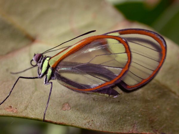 Episcada mira adult, KRW-99