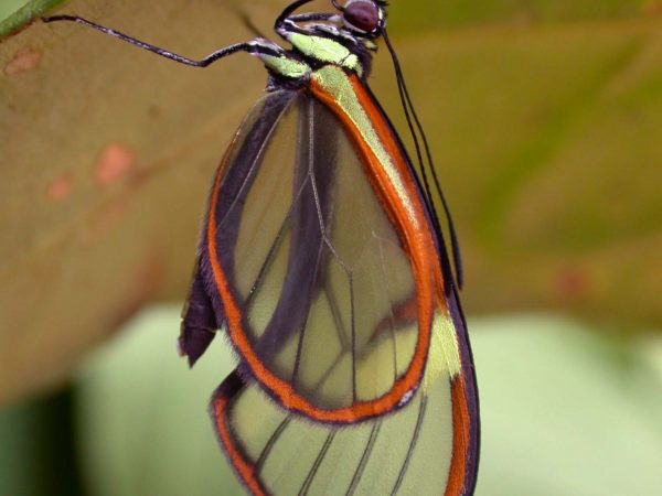 Episcada mira adult, KRW-99