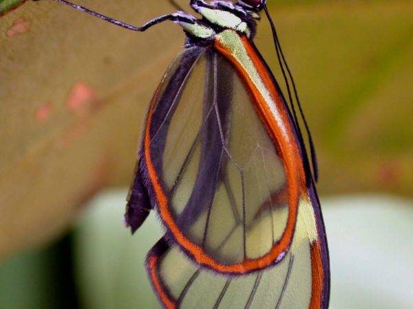 Episcada mira adult, KRW-99