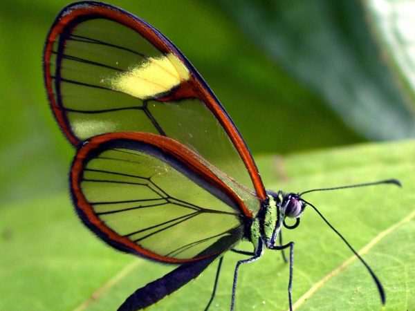 Episcada mira adult, KRW-99