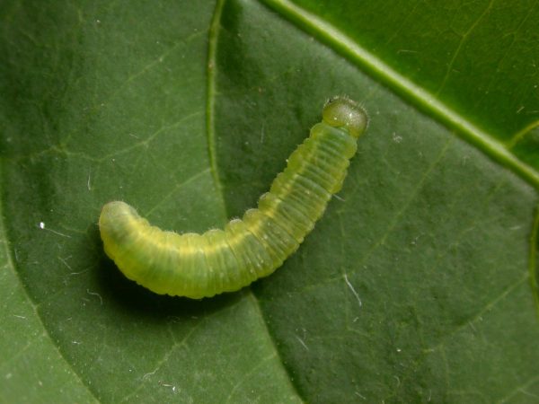 Episcada mira or apuleia 5th instar, KRW-178