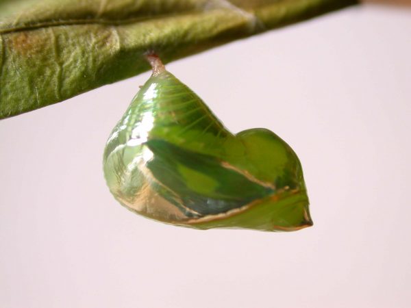 Episcada mira pupa, KRW-103