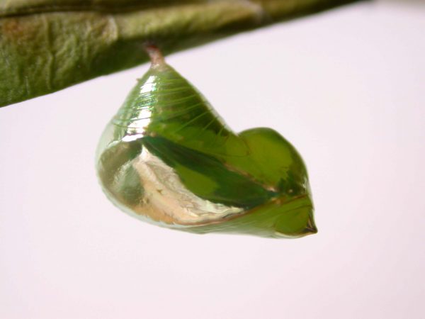 Episcada mira pupa, KRW-103