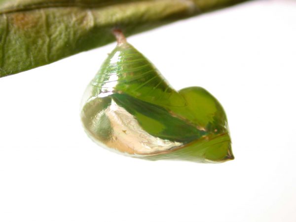 Episcada mira pupa, KRW-103