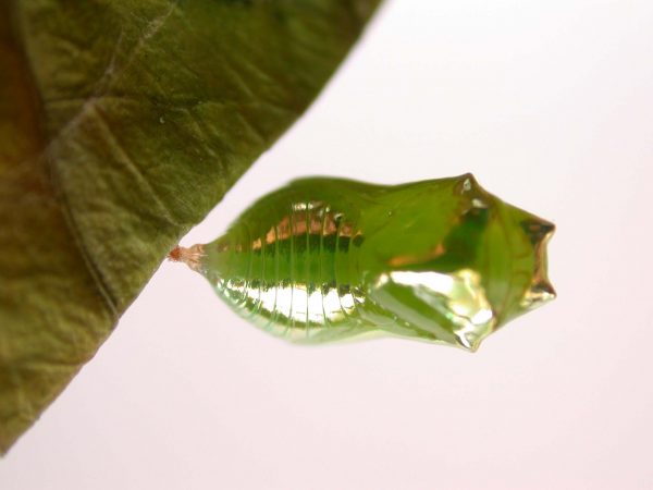 Episcada mira pupa, KRW-103