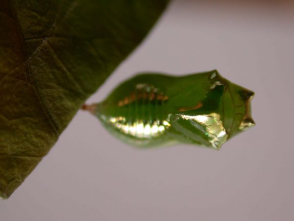 Episcada mira pupa, KRW-103