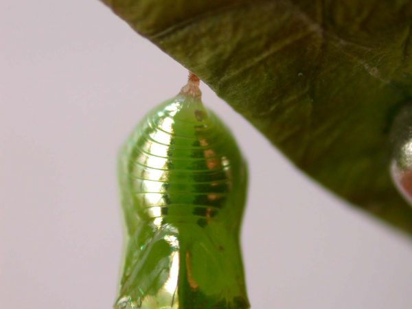 Episcada mira pupa, KRW-103