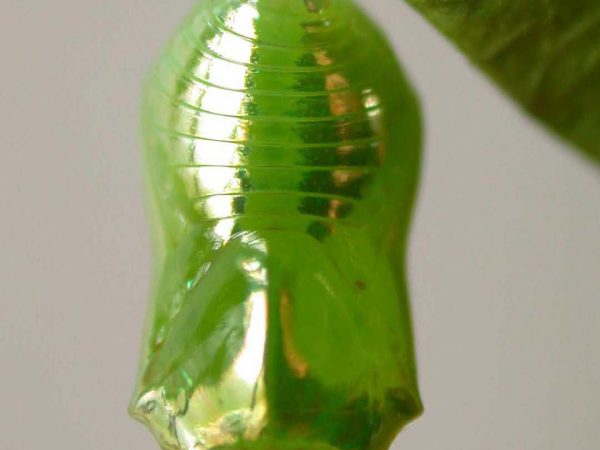 Episcada mira pupa, KRW-103