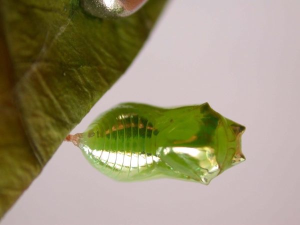 Episcada mira pupa, KRW-103