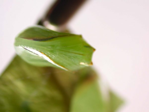 Episcada mira pupa, KRW-103