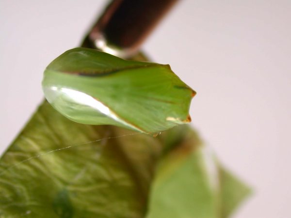 Episcada mira pupa, KRW-103