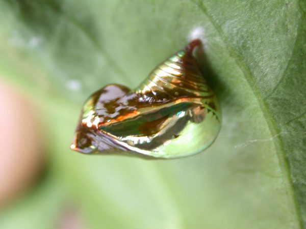 Episcada mira pupa, KRW-104