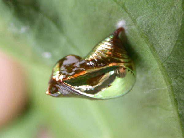 Episcada mira pupa, KRW-104