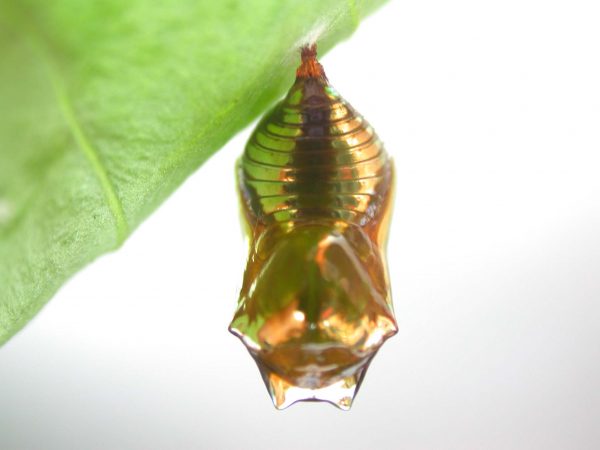 Episcada mira pupa, KRW-104