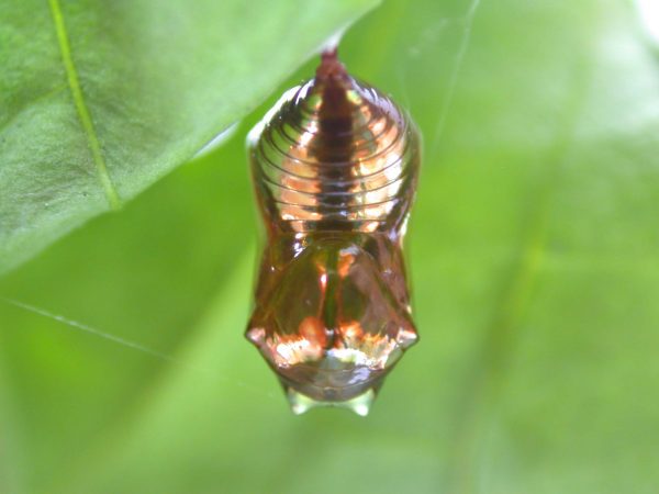 Episcada mira pupa, KRW-104