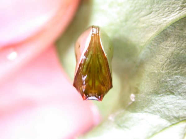 Episcada mira pupa, KRW-104