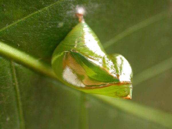 Episcada mira pupa, KRW-117