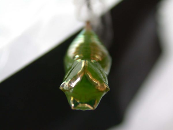 Episcada mira pupa, KRW-29