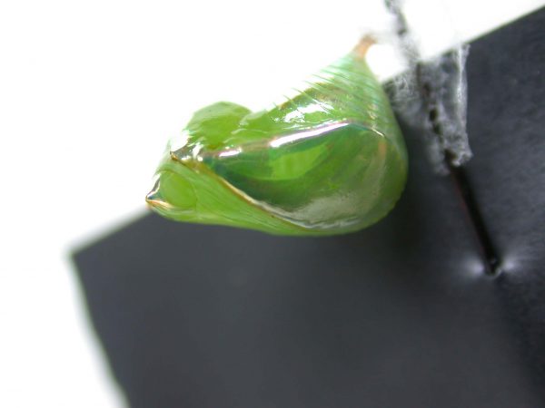 Episcada mira pupa, KRW-29