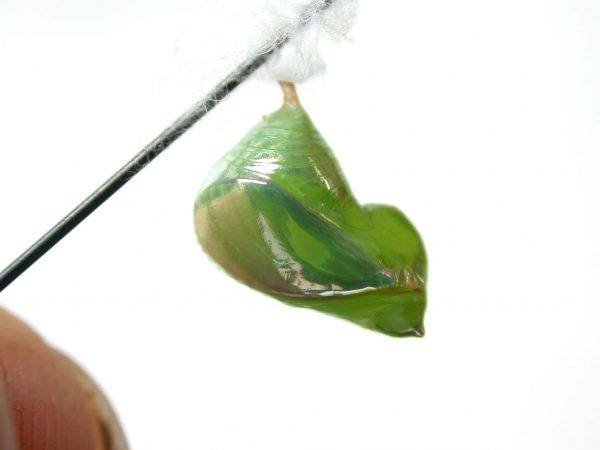 Episcada mira pupa, KRW-29