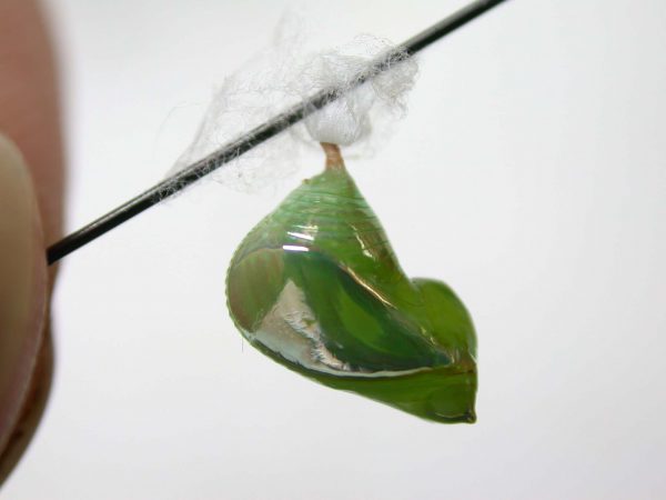 Episcada mira pupa, KRW-29