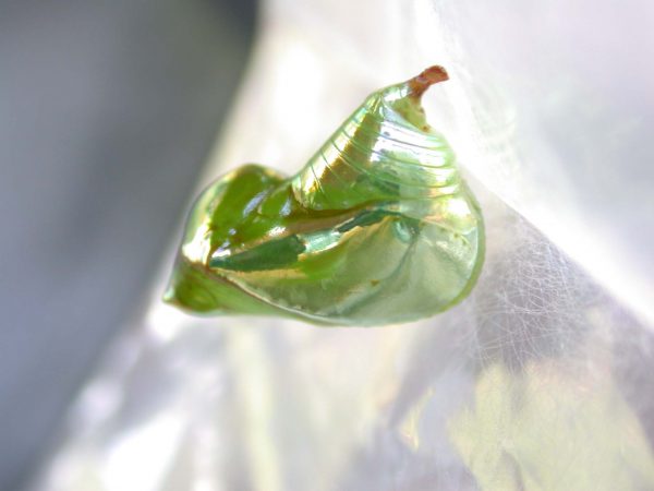 Episcada mira pupa, KRW-53