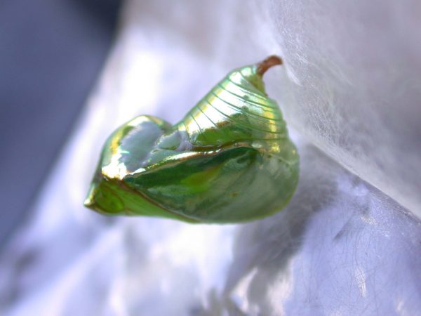 Episcada mira pupa, KRW-53