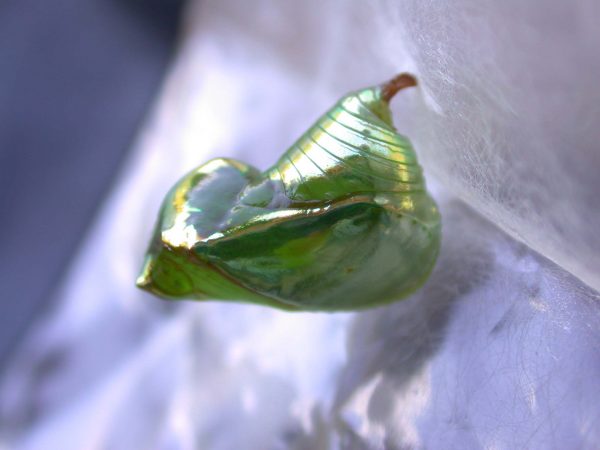 Episcada mira pupa, KRW-53