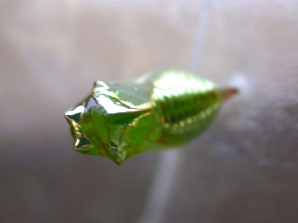 Episcada mira pupa, KRW-53