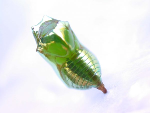 Episcada mira pupa, KRW-53