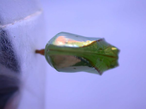 Episcada mira pupa, KRW-53