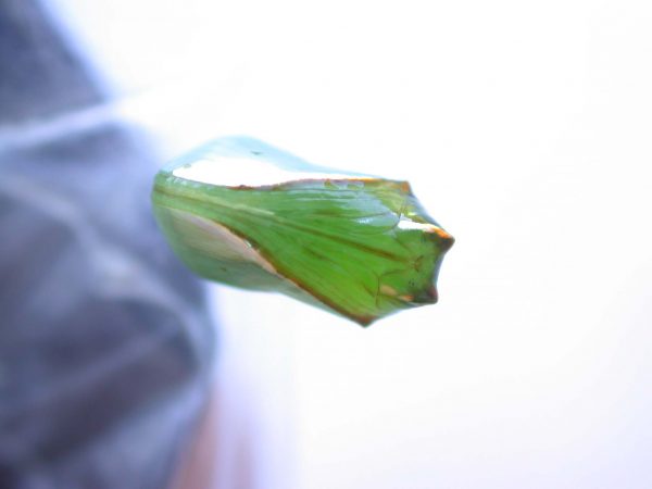 Episcada mira pupa, KRW-53