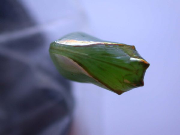 Episcada mira pupa, KRW-53