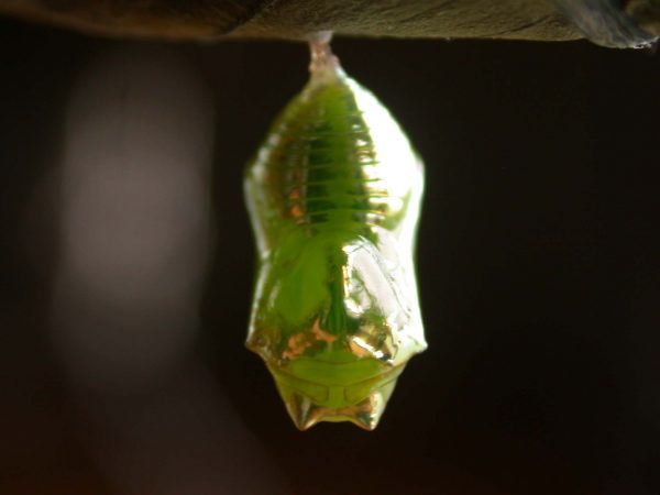 Episcada mira pupa dorsal, KRW-218