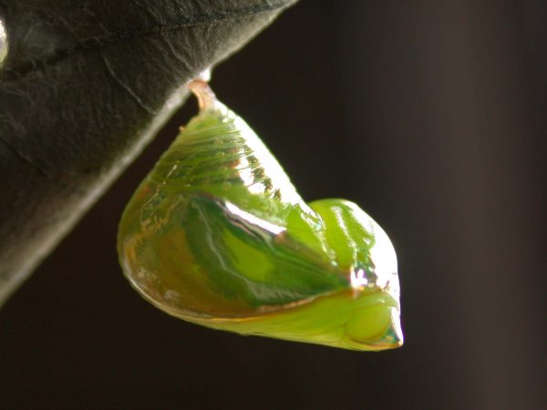 Episcada mira pupa lateral, KRW-218