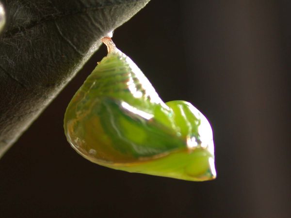 Episcada mira pupa lateral, KRW-218