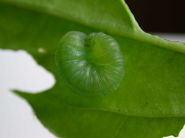 Episcada mira prepupa, KRW-100