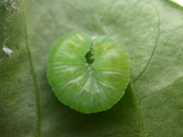 Episcada mira prepupa, KRW-104