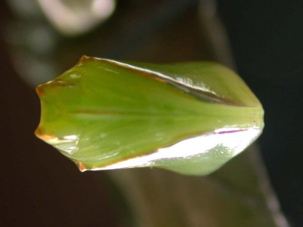 Episcada mira pupa ventral, KRW-218