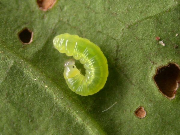 Godyris duillia 3rd instar, KRW-198
