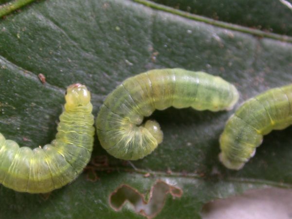 Godyris duillia 4th instar, KRW-59