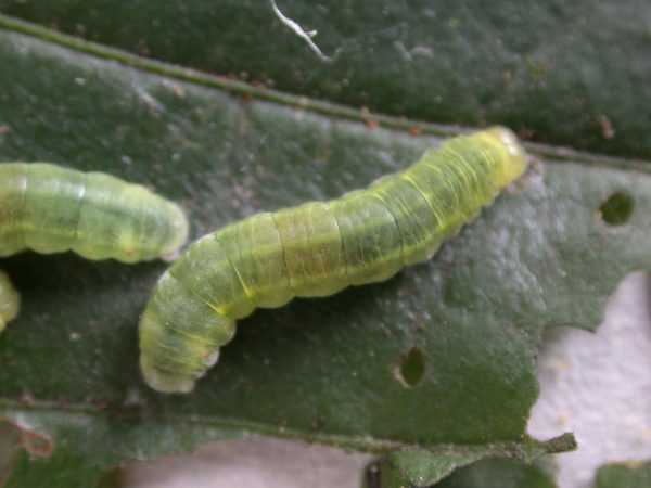 Godyris duillia 4th instar, KRW-59